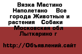 Вязка Мастино Наполетано  - Все города Животные и растения » Собаки   . Московская обл.,Лыткарино г.